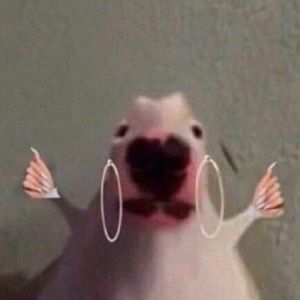 Meet your Posher, Audree